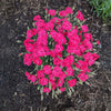 Glamour Time™ Dianthus Plant