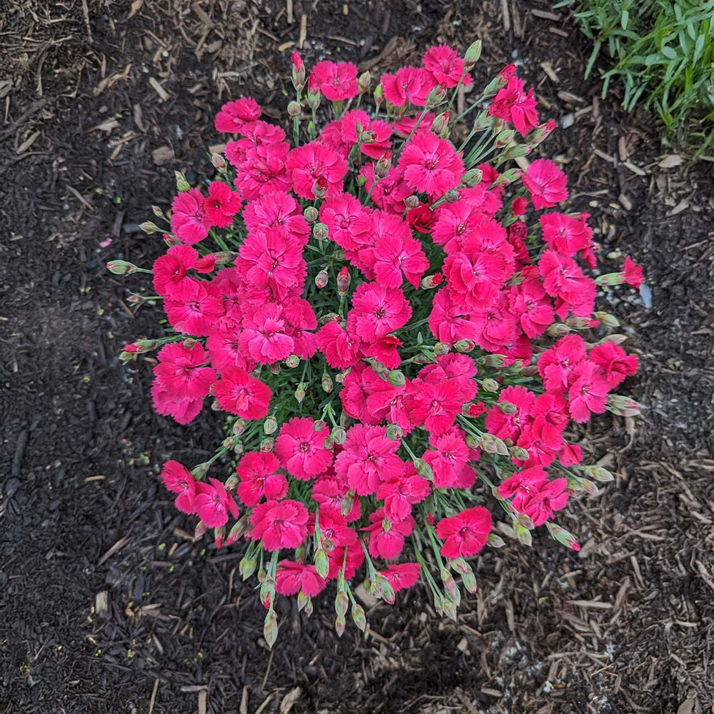 Glamour Time™ Dianthus Plant
