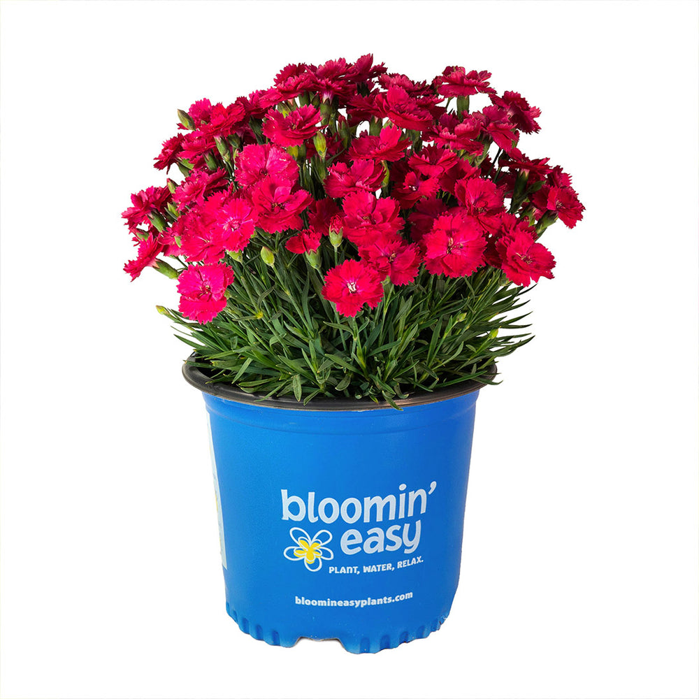 Glamour Time™ Dianthus Plant