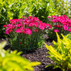 Glamour Time™ Dianthus Plant