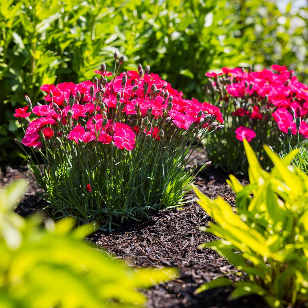 Glamour Time™ Dianthus Plant