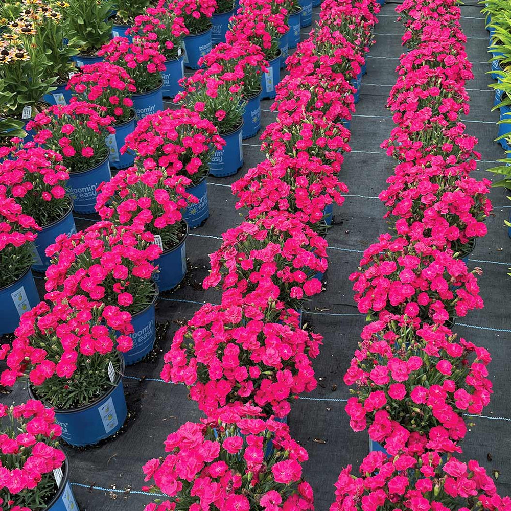 Glamour Time™ Dianthus Plant