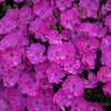 Proven Winners® Paint the Town Fuchsia Dianthus Plant