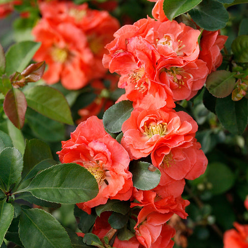 Proven Winners® Double Take® Peach Quince Shrub