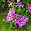 Dr. Ruppel Clematis Vine