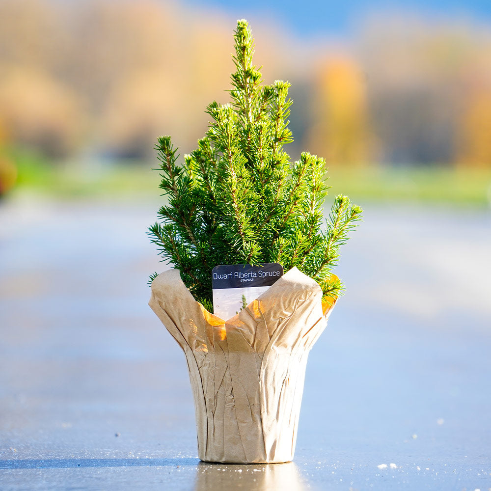 Tabletop Dwarf Alberta Spruce