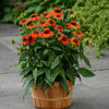 Better Versions® Sombrero® Adobe Orange Echinacea Plant