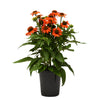 Better Versions® Sombrero® Adobe Orange Echinacea Plant
