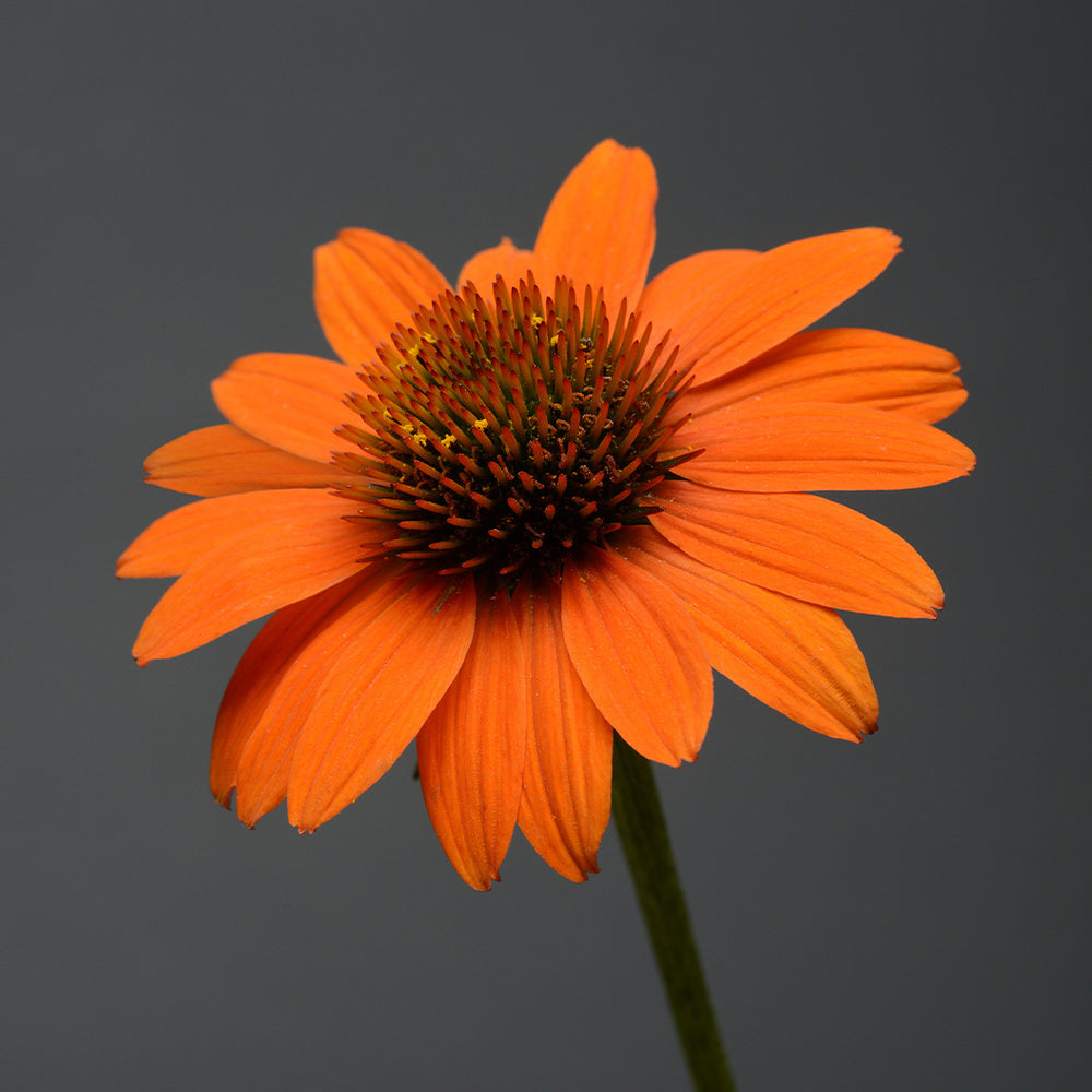 Better Versions® Sombrero® Adobe Orange Echinacea Plant