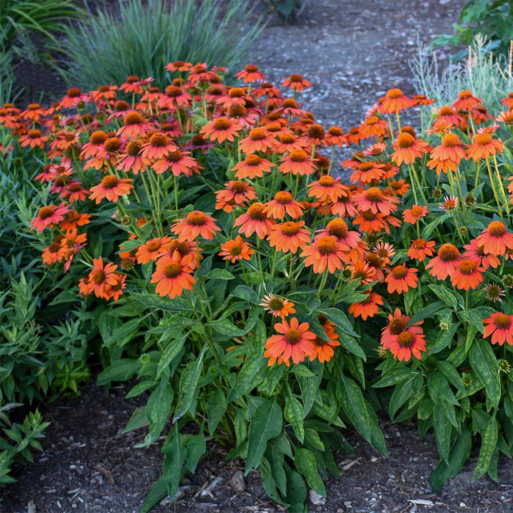 Better Versions® Sombrero® Adobe Orange Echinacea Plant