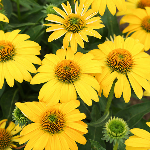 Better Versions® Sombrero® Lemon Yellow Echinacea Plant