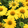Better Versions® Sombrero® Lemon Yellow Echinacea Plant