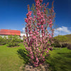 Emerald Spire Crabapple Tree