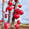 Emerald Spire Crabapple Tree