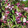 Emerald Spire Crabapple Tree