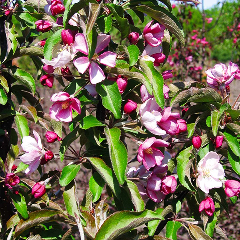 Emerald Spire Crabapple Tree