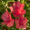 Autumn Sunset® Encore® Azalea