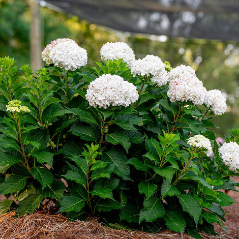 Endless Summer® Dreamcloud™ Hydrangea