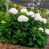 Endless Summer® Dreamcloud™ Hydrangea