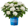 Endless Summer® Dreamcloud™ Hydrangea