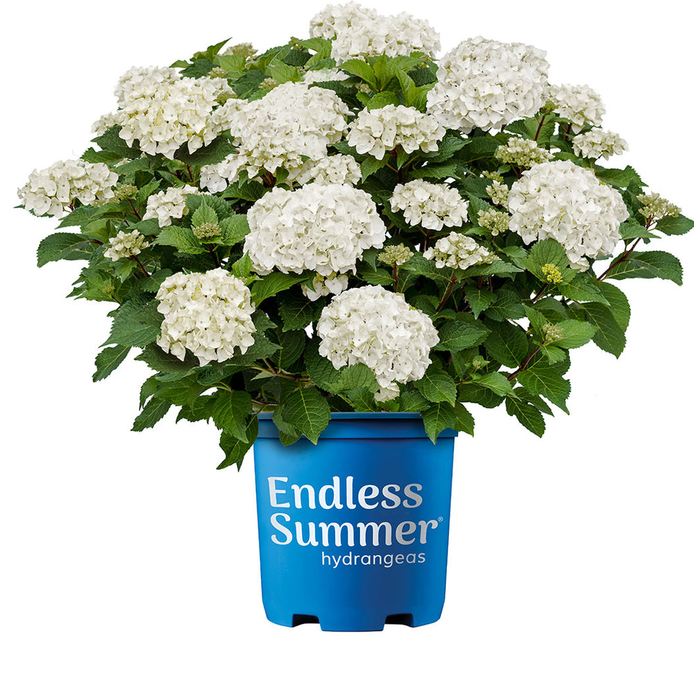 Endless Summer® Dreamcloud™ Hydrangea