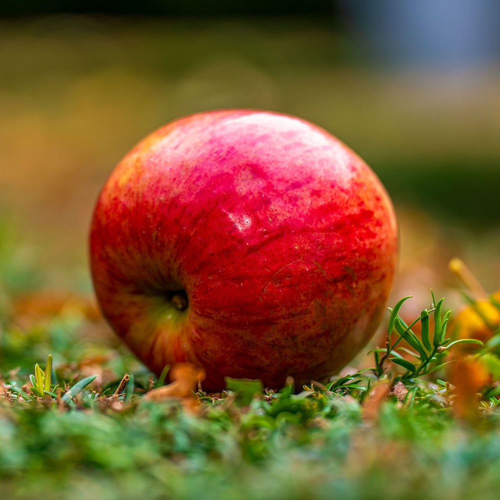 Enterprise Apple Tree