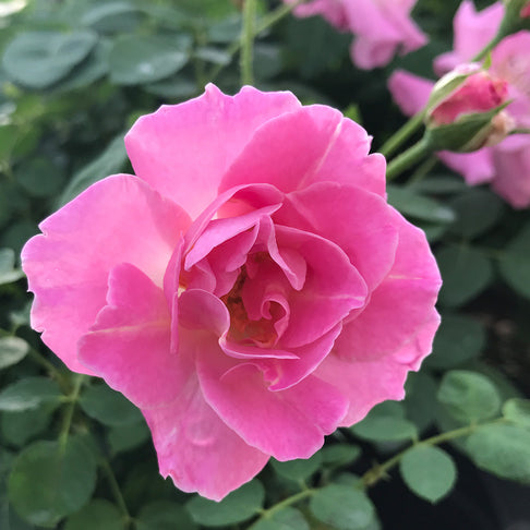 Brindabella Roses™ First Lady™ Rose Bush