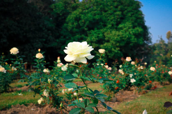Knock Out Roses to Citronella: Summer Gardening