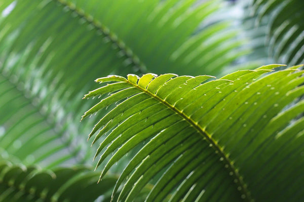 Plant Care 101: Areca Palm