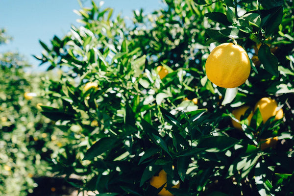 Meyer Lemon Tree: Tips, Tricks and Benefits