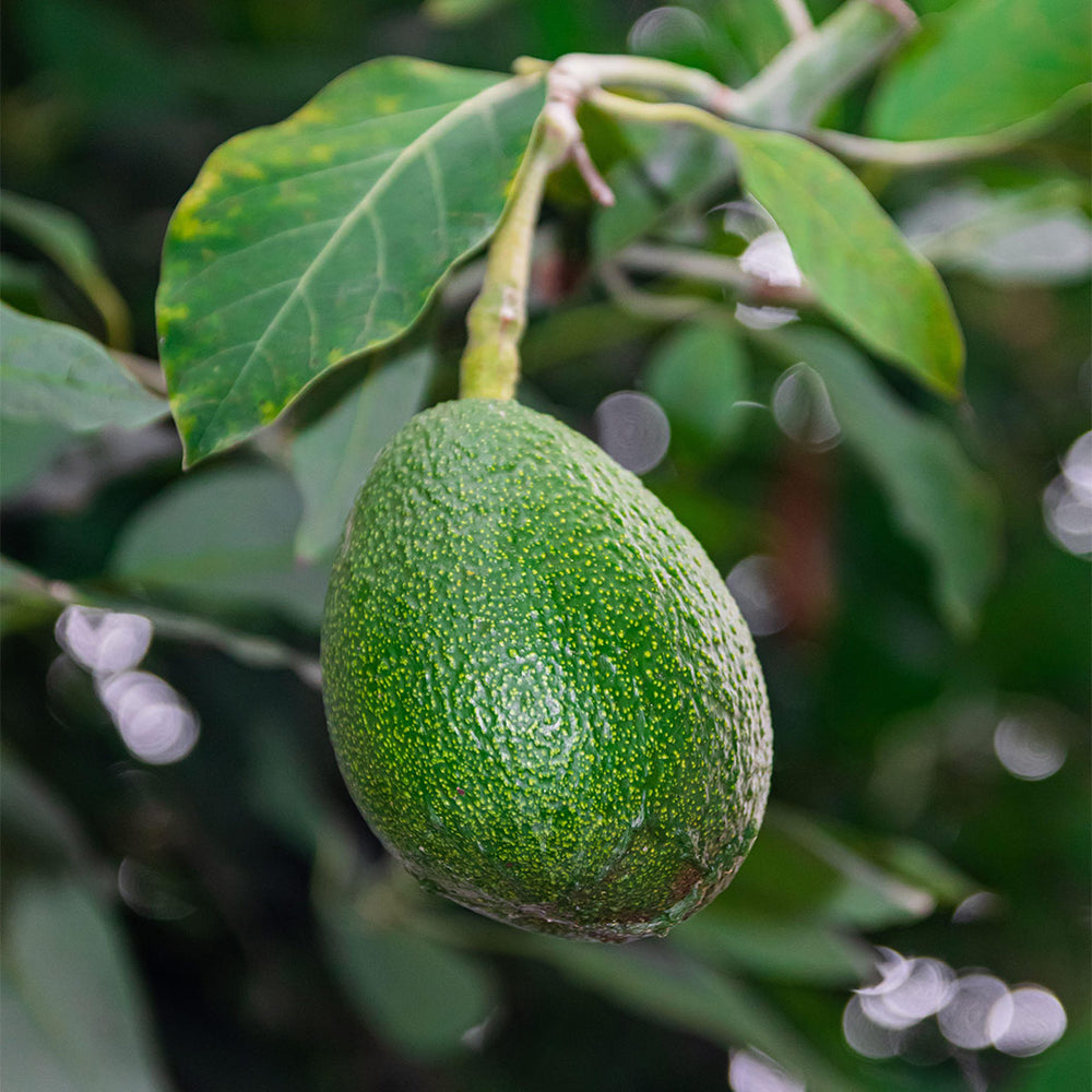 Fuerte Avocado Tree