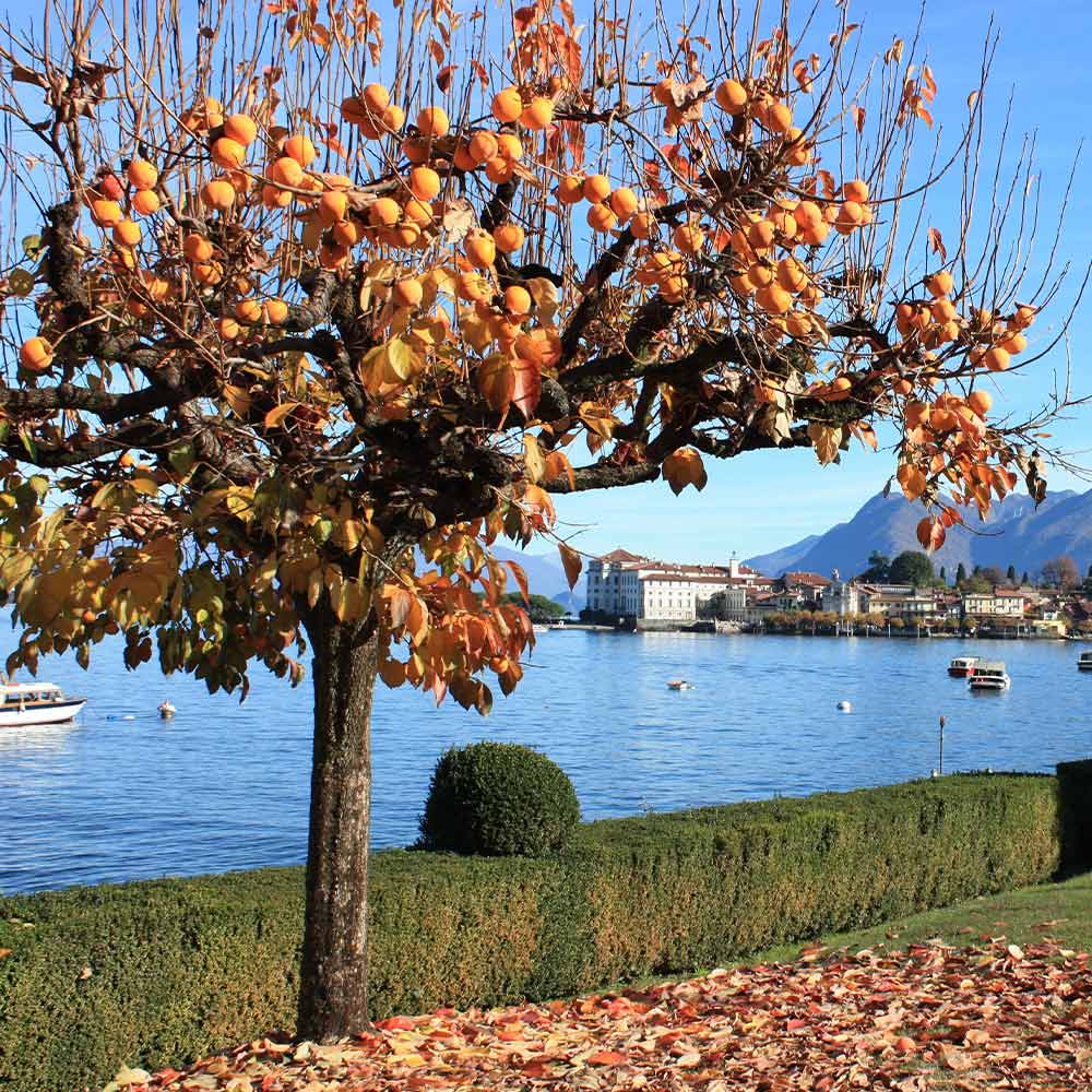 Fuyu Persimmon Tree California