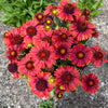 Low Rider™ Gaillardia Plant
