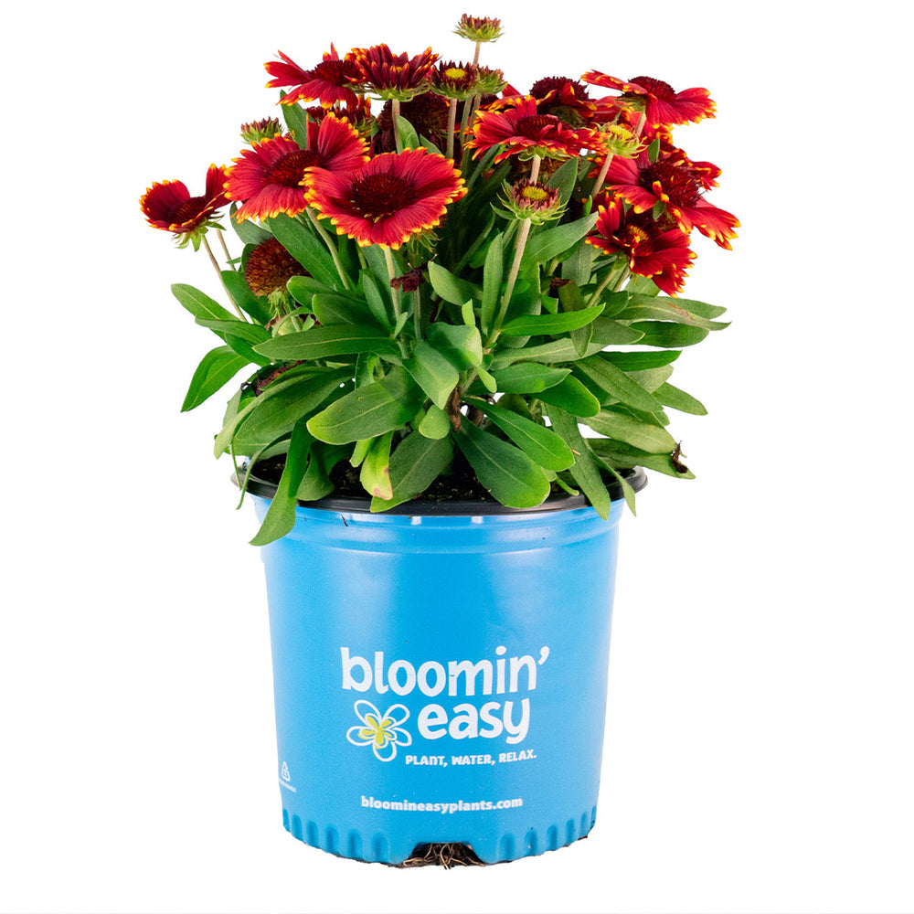 Low Rider™ Gaillardia Plant