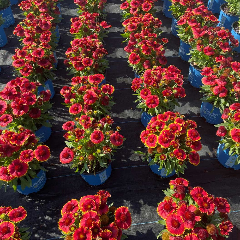 Low Rider™ Gaillardia Plant