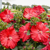 Proven Winners® Garnet Globes Hibiscus