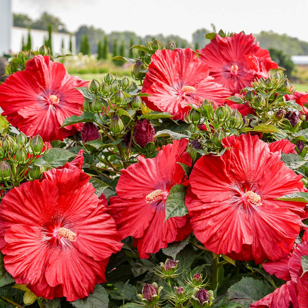 Proven Winners® Garnet Globes Hibiscus