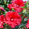 Proven Winners® Garnet Globes Hibiscus