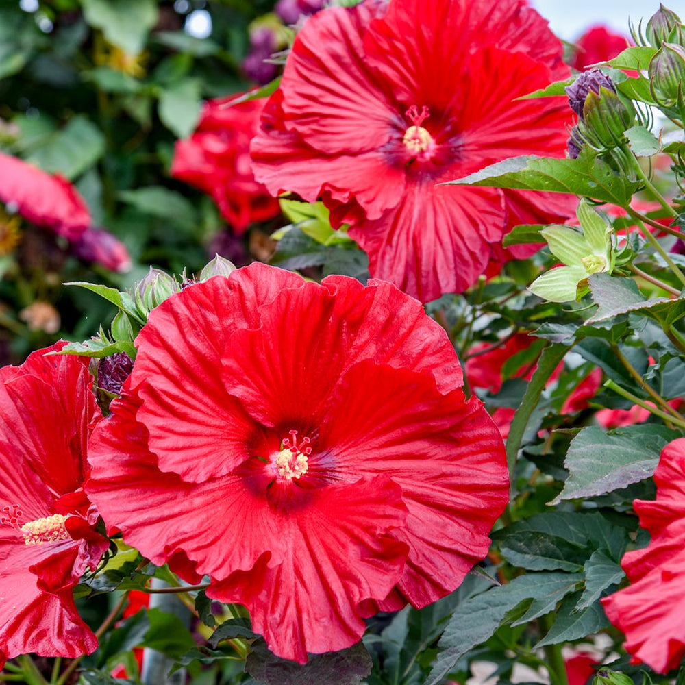 Proven Winners® Garnet Globes Hibiscus