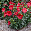 Proven Winners® Garnet Globes Hibiscus