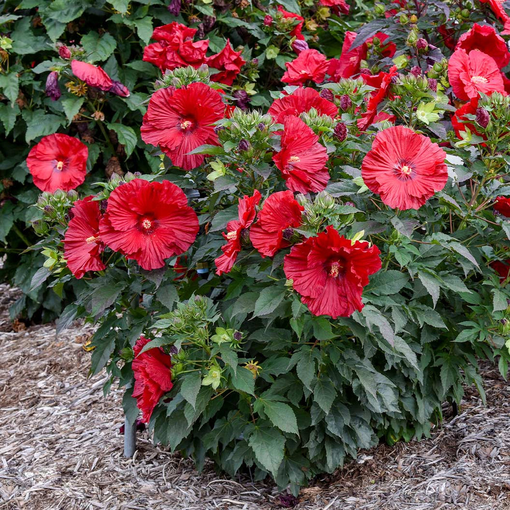 Proven Winners® Garnet Globes Hibiscus