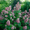 Proven Winners® Gatsby Pink® Oakleaf Hydrangea Shrub
