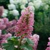 Proven Winners® Gatsby Pink® Oakleaf Hydrangea Shrub
