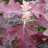 Proven Winners® Gatsby Pink® Oakleaf Hydrangea Shrub
