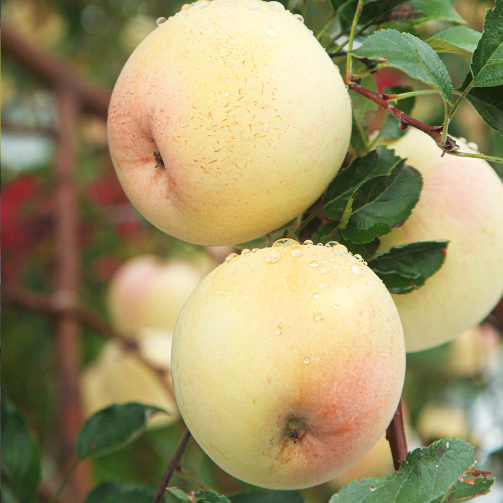 GoldRush Apple Tree