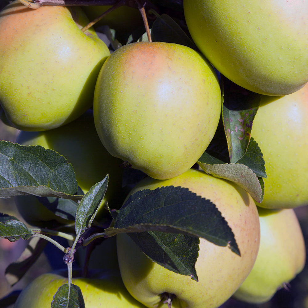 GoldRush Apple Tree