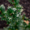 Great Neighbor™ Holly Shrub