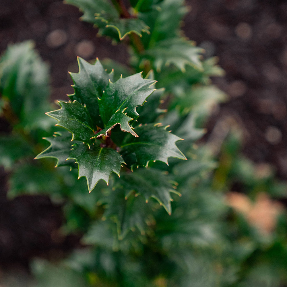 Great Neighbor™ Holly Shrub