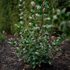 Great Neighbor™ Holly Shrub