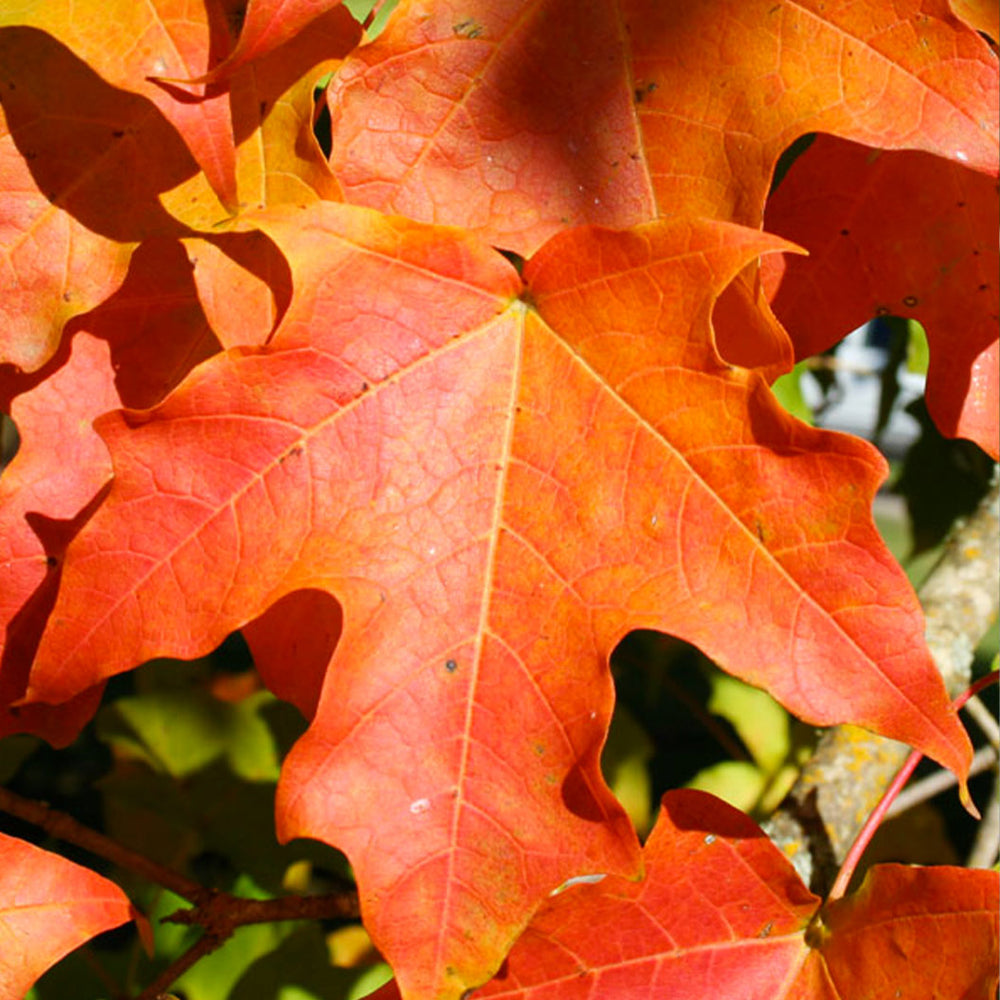 Green Mountain® Sugar Maple Tree